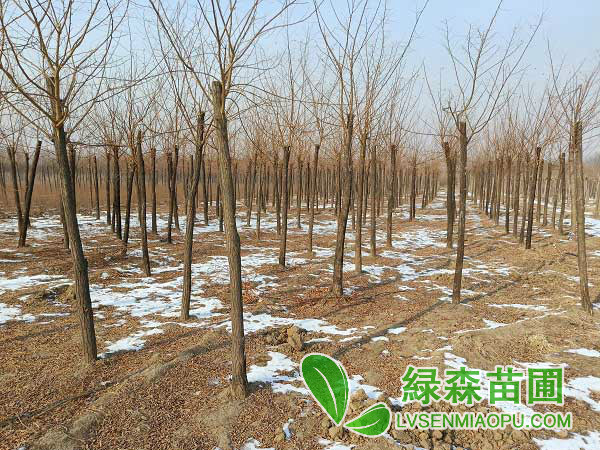 8公分刺槐現在價格是多少錢