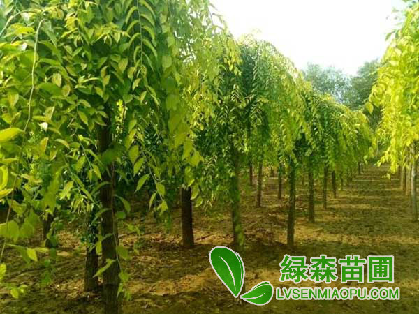 金葉垂榆