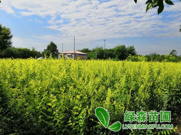 金葉榆籬