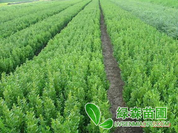 小葉黃楊