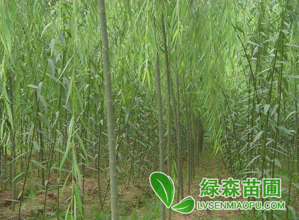 青皮垂柳