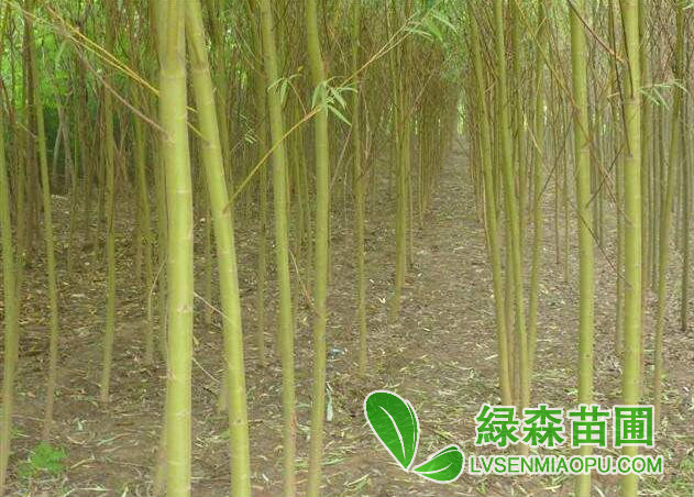 哪里有便宜的黃柳小苗出售