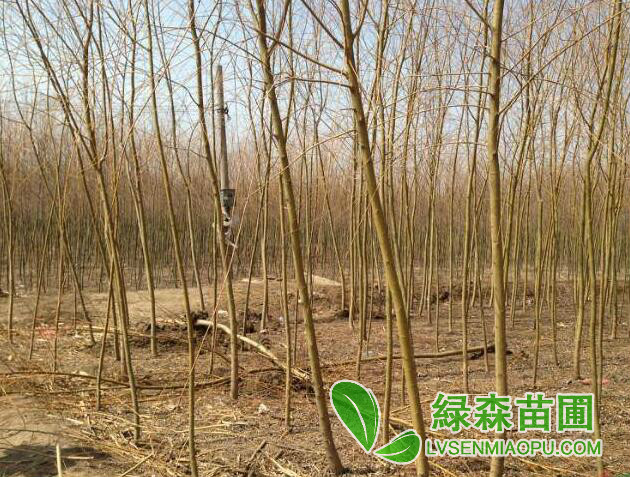 黃皮垂柳