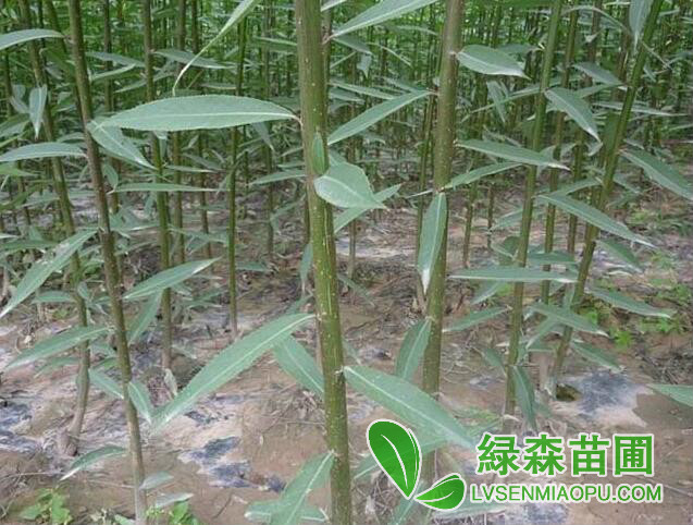 竹柳