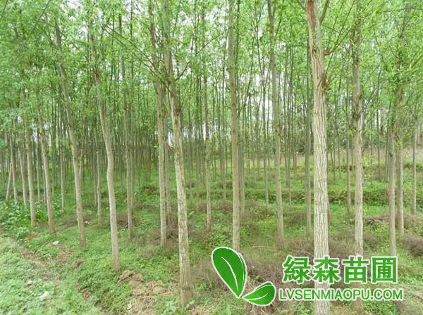 美國竹柳