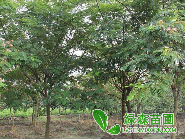 合歡樹