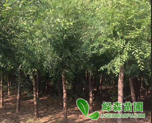 榆樹