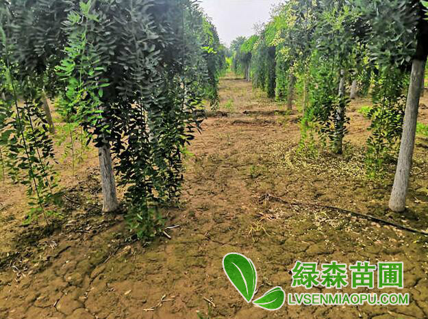 龍爪槐和金枝槐的區別