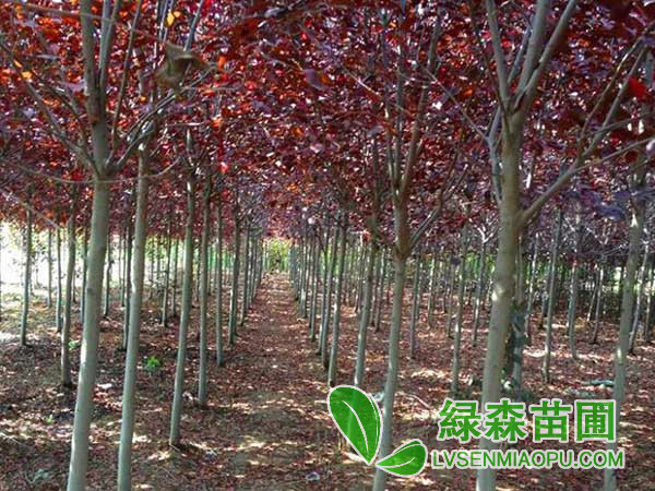 紫葉稠李