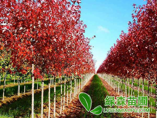 美國紅楓
