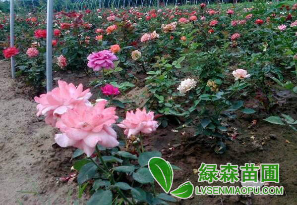 大花月季