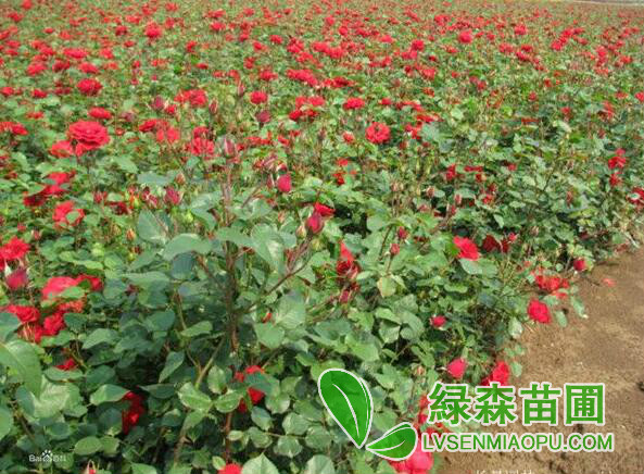 豐花月季