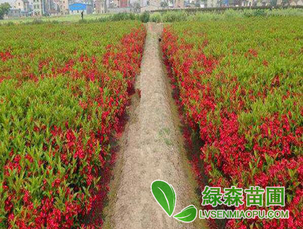 紅王子錦帶