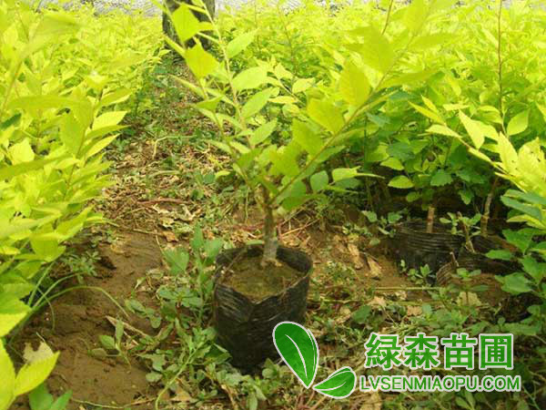 營養杯金葉榆