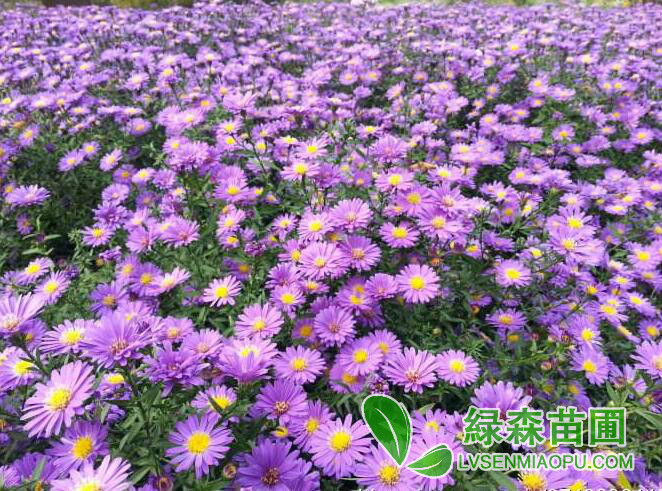 荷蘭菊