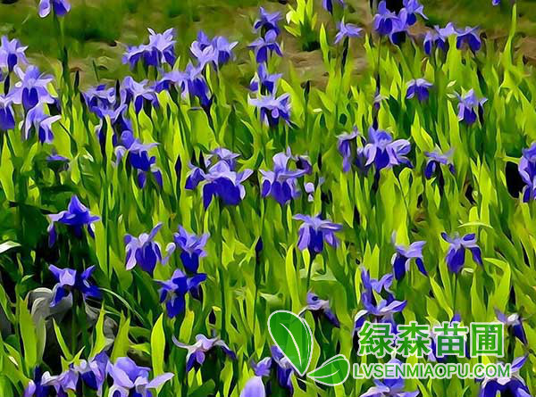 藍花鳶尾