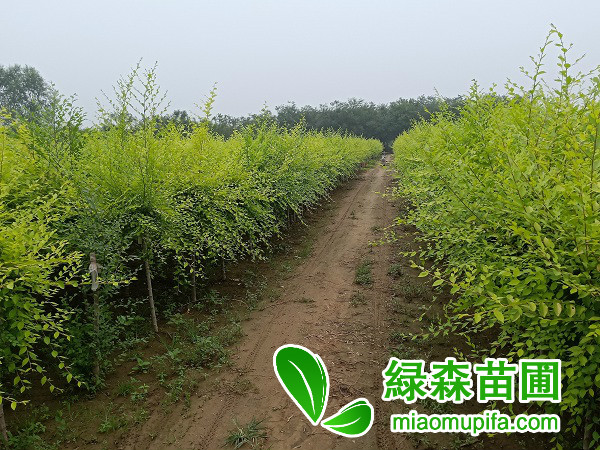 矮接金葉榆