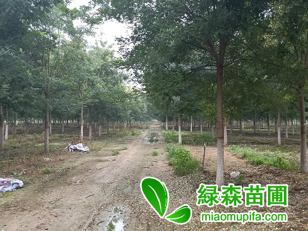 10公分國槐價格是多少錢？上車價