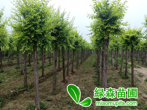 金葉榆今年市場價格行情怎么樣