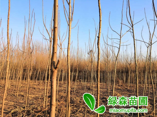 火炬樹