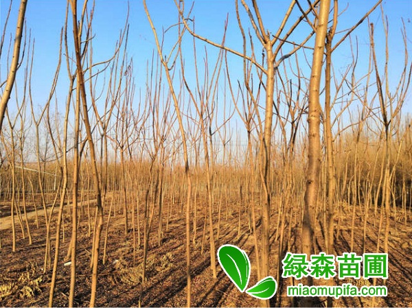5公分火炬樹價格是多少錢-上車價