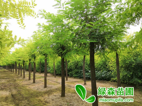 哪里有便宜的刺槐出售