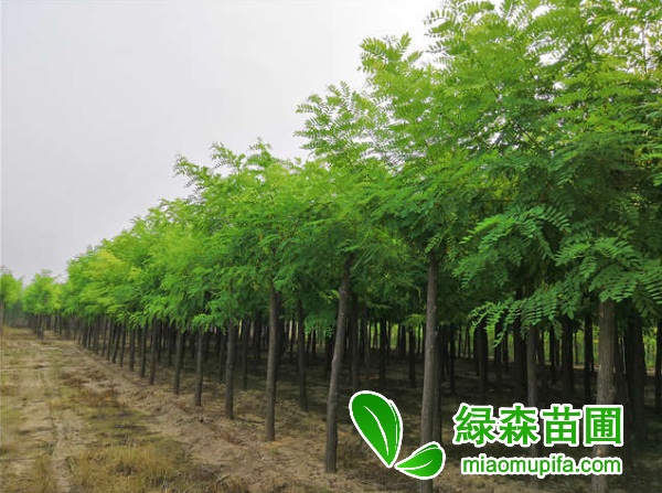 7公分刺槐價格是多少錢