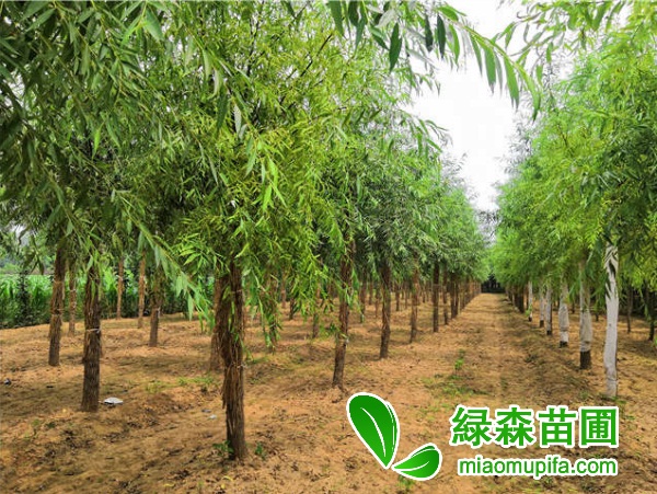 12公分旱柳價格是多少錢