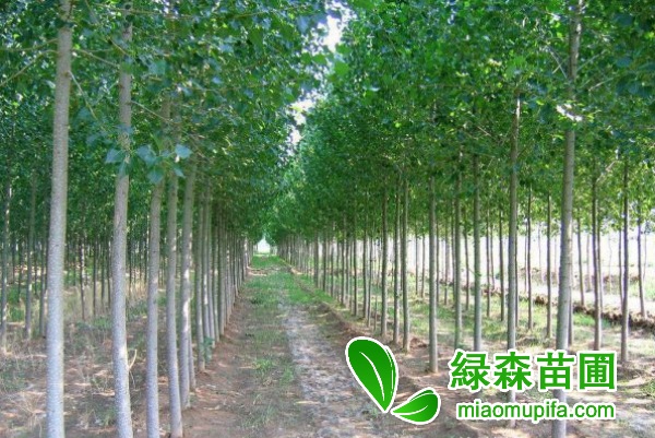 速生楊市場前景怎么樣