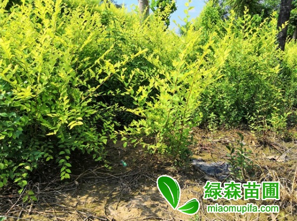 哪里有便宜的金葉榆籬
