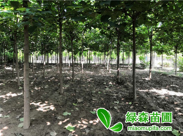 梓樹