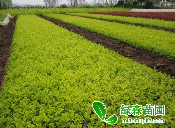哪里有便宜的金葉女貞