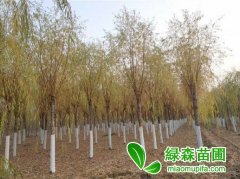 金絲垂柳價格行情怎么樣