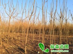 哪里的火炬樹價格便宜