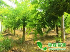 5公分矮桿/矮接金葉槐價格是多少錢一棵