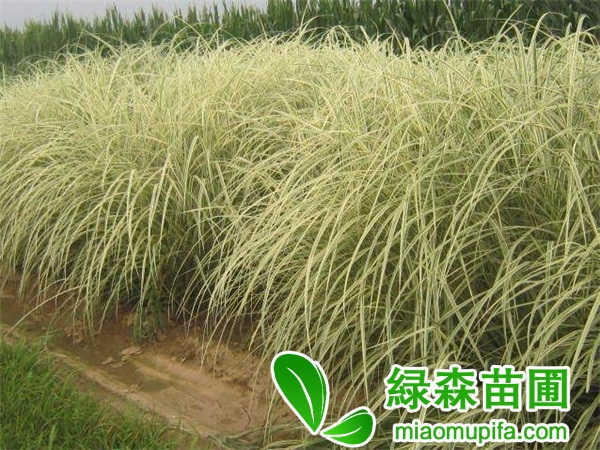 玉帶草