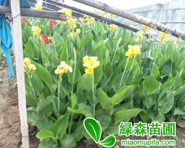 美人蕉