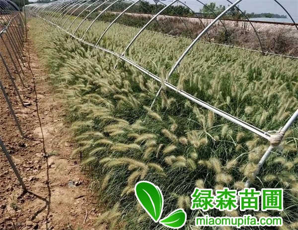 狼尾草