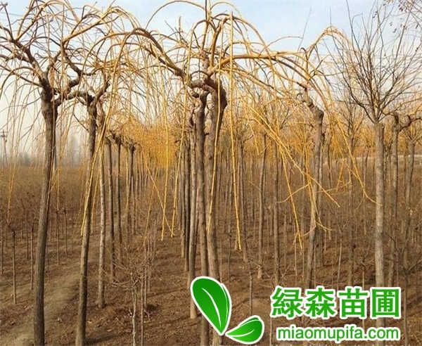 金枝垂槐