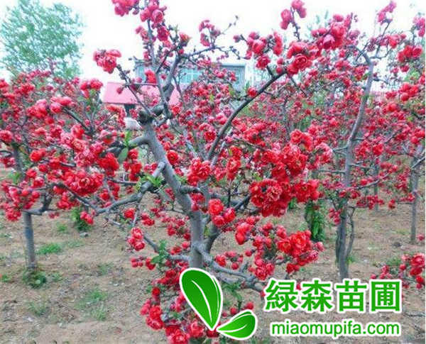 貼梗海棠