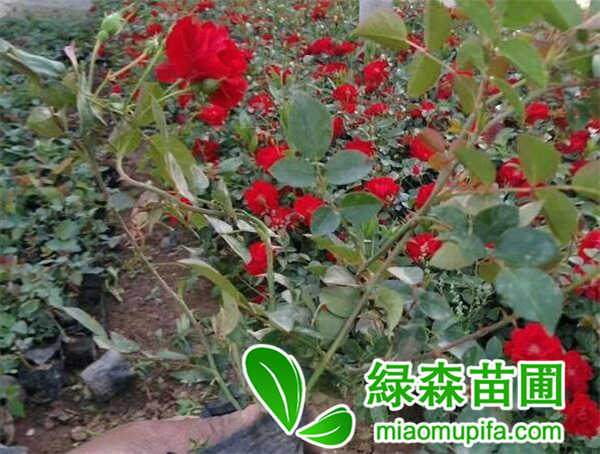 小紅帽月季