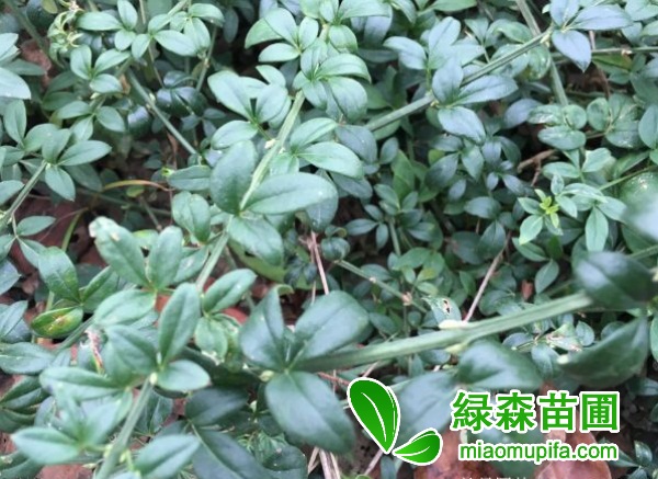 迎春花