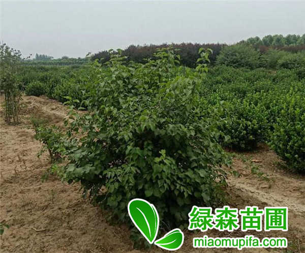 叢生暴馬丁香