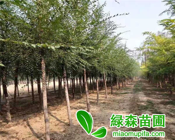 平頭榆樹