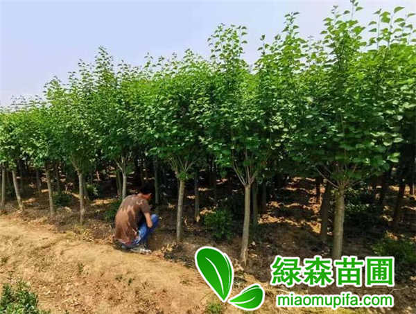 獨桿丁香