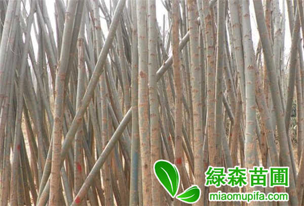 青皮柳
