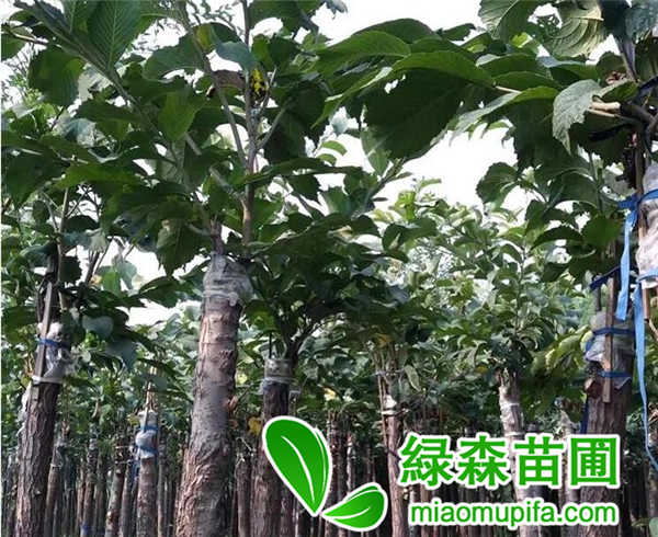 裂葉榆