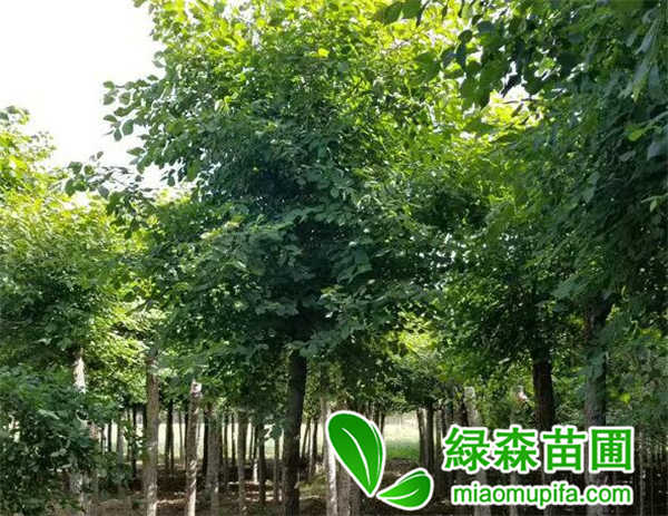圓冠榆