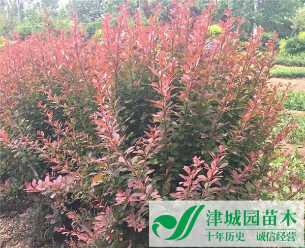 紅葉小檗球