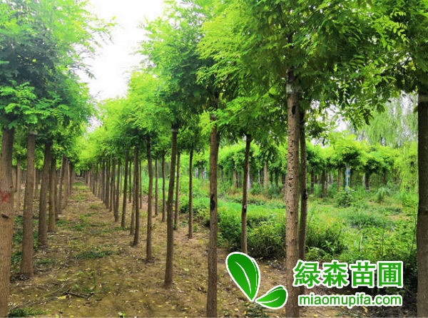 高接金枝槐